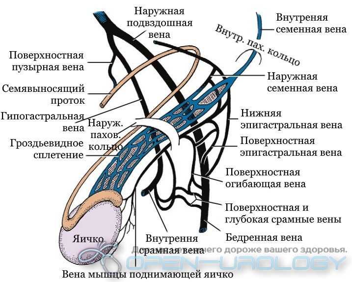 Схема венозного оттока яичка